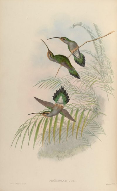 Phaethornis guy by John Gould